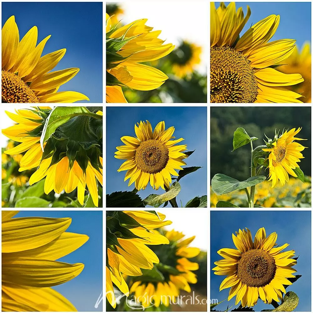 sunflower collage template