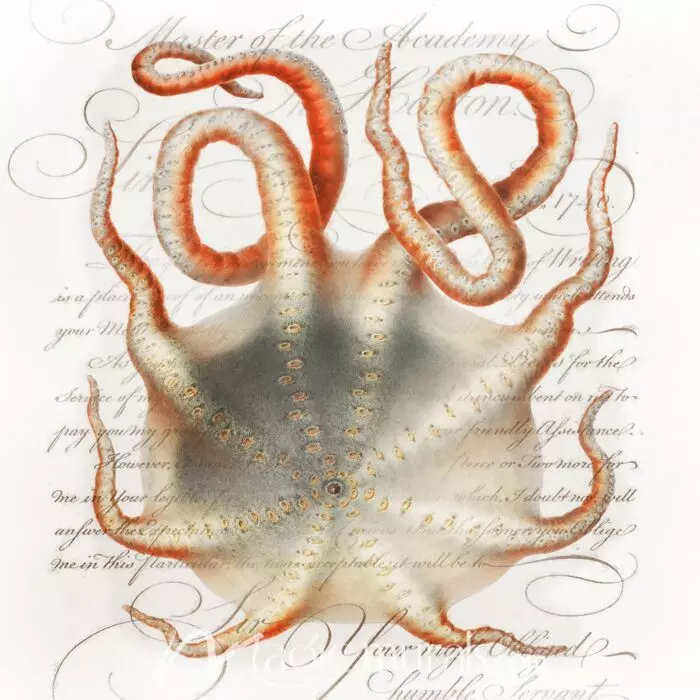 octopus mural wallpaper