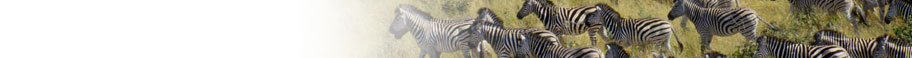 Animals & Wildlife Animals & Wildlife