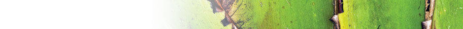 Macro Photography Macro Photography