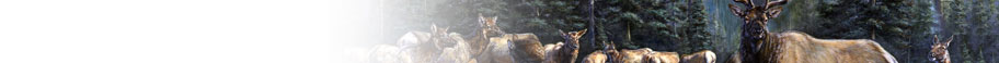 Forest Animals Forest Animals