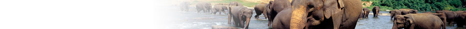 Jungle and Safari Animals Jungle and Safari Animals