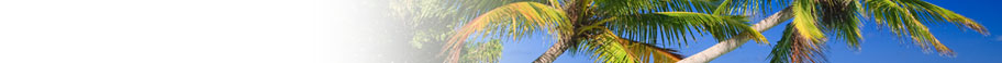 Palm Trees Palm Trees