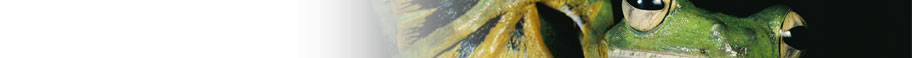 Reptiles & Amphibians Reptiles & Amphibians