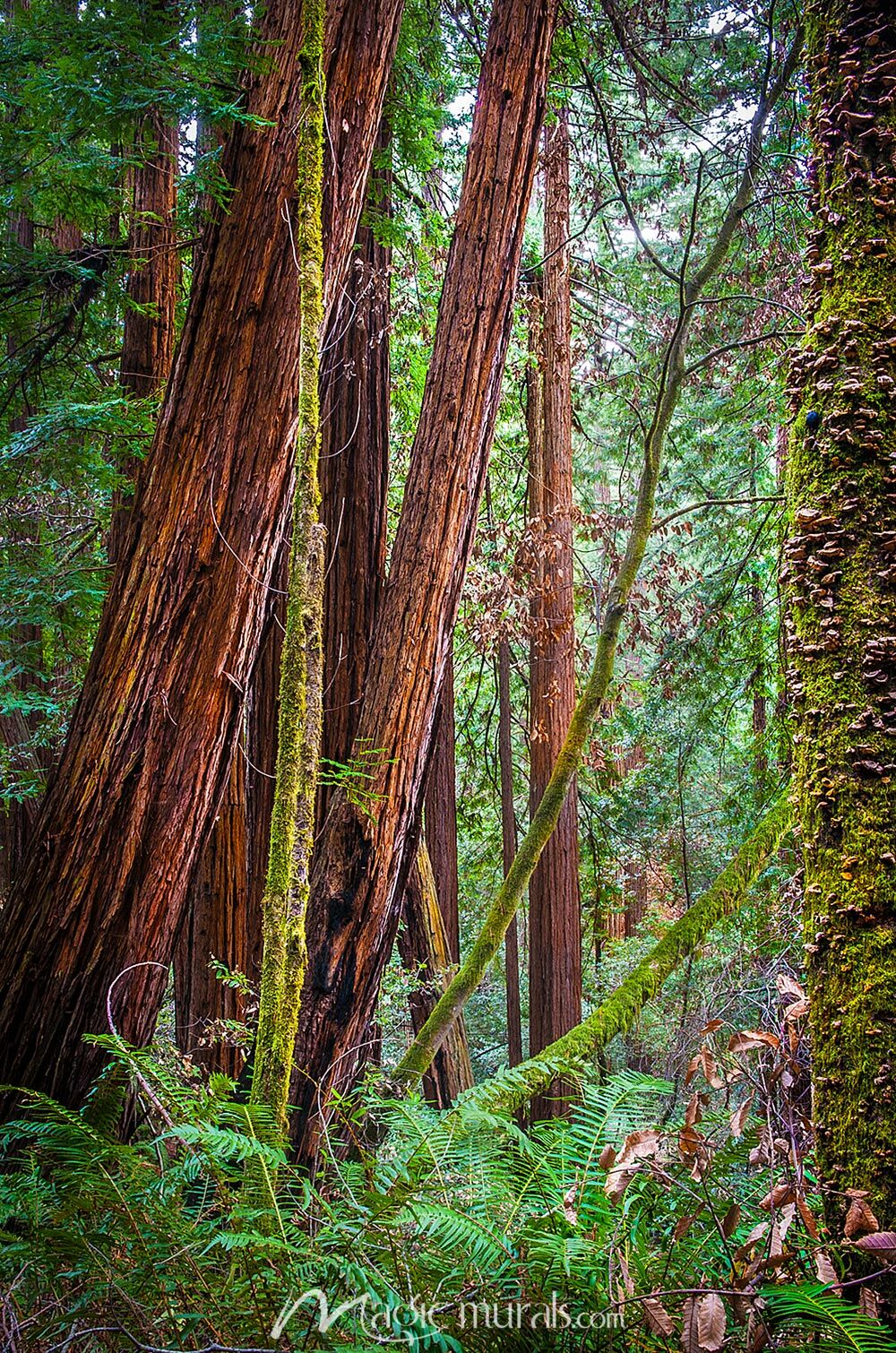 The Majestic Nature Of Muir Woods Mural By Magic Murals