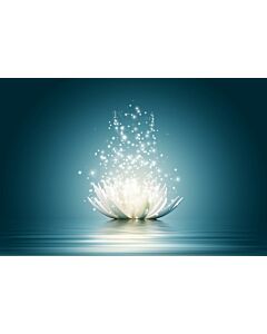 Lotus Flower Fantasy