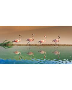 Plumage Parade Wallpaper Wall Mural