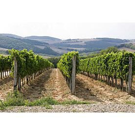 Walk through Vines Wallpaper Wall Mural