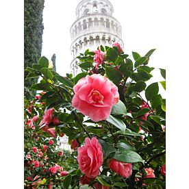 Pisa Rose Garden Wallpaper Wall Mural
