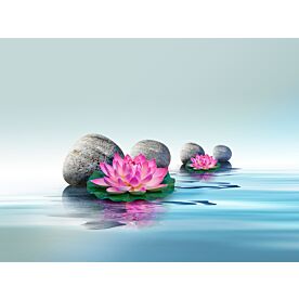 Lotus Flowers and Stones on Water Wallpaper Wall Mural