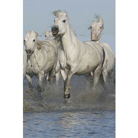 White Horses Run - Clearance 1205