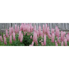 Lupines, Patagonia, Argentina - Clearance 1273