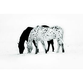 Winter Shadow - Clearance 1331