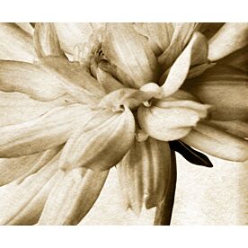 Dahlia 1 - Clearance 1334