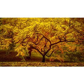 Autumn Elegance 1160 Wallpaper Wall Mural