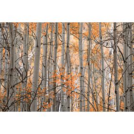 Colorado Woodland 1-1323A Wallpaper Wall Mural