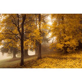Autumn Leaves Are Scattered Wallpaper Wall Mural