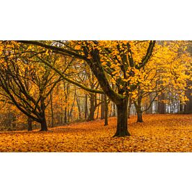 Bed Of Fallen Leave 1355 Wallpaper Wall Mural
