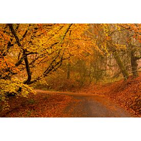 Curving Past Autumn Leaves Wallpaper Wall Mural