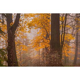 Foggy Days Of Autumn Wallpaper Wall Mural