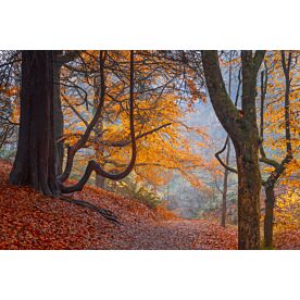 Path Between The Trees 1365 Wallpaper Wall Mural