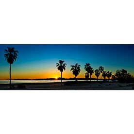 Baja California Palm Tree Sunrise 8900 Wallpaper Wall Mural