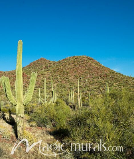 Saguaro Cactus Wallpaper Wall Mural by Magic Murals