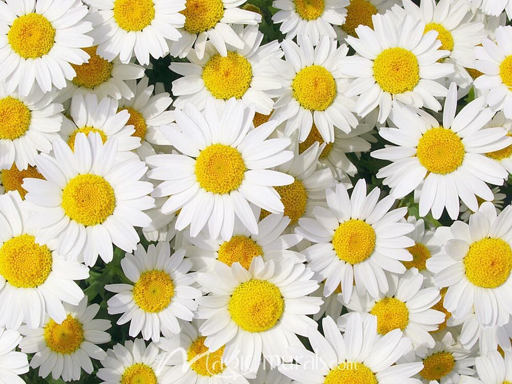 Daisy Blooms Wallpaper Wall Mural by Magic Murals