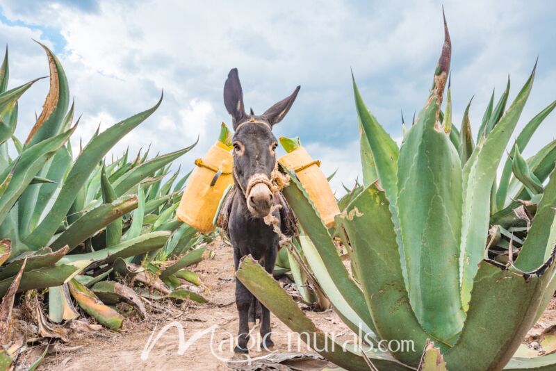 Donkey in Maguey Field 4588 Wallpaper Wall Mural