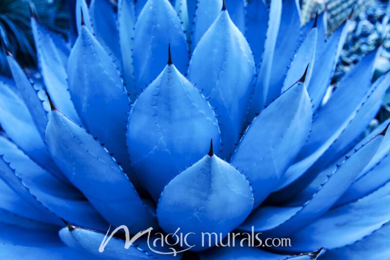 Blue Agave Plant 9895 Wallpaper Wall Mural