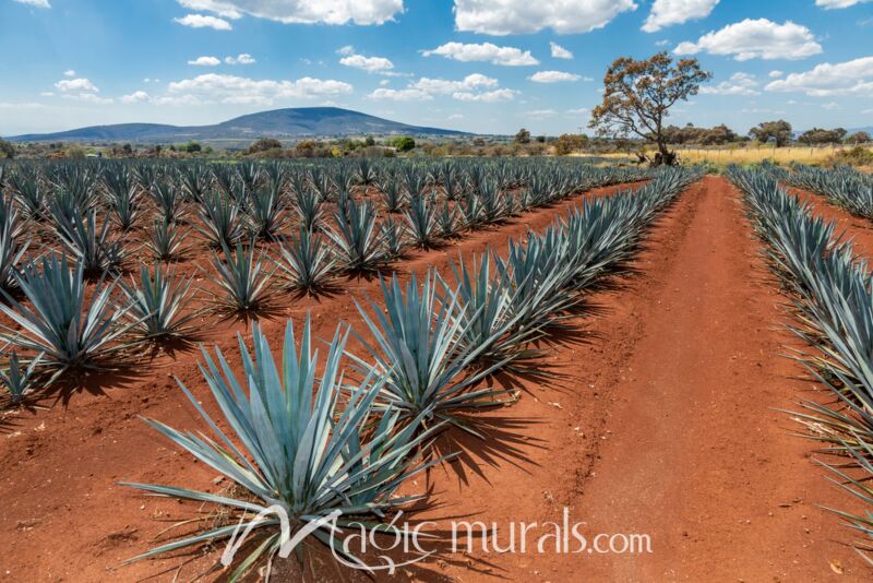 Agave Field 8333 Wallpaper Wall Mural