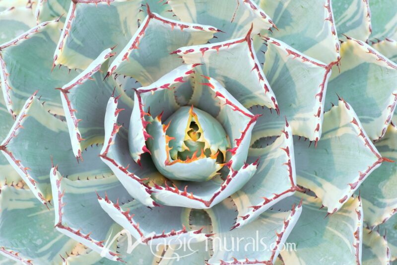 Agave Plant 9426 Wallpaper Wall Mural