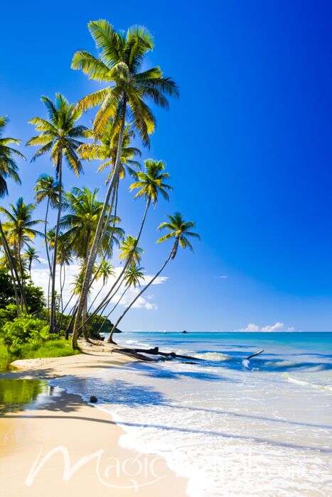 A premium wallpaper mural featuring swaying palm trees on the beach of Trinidad in the Caribbean.