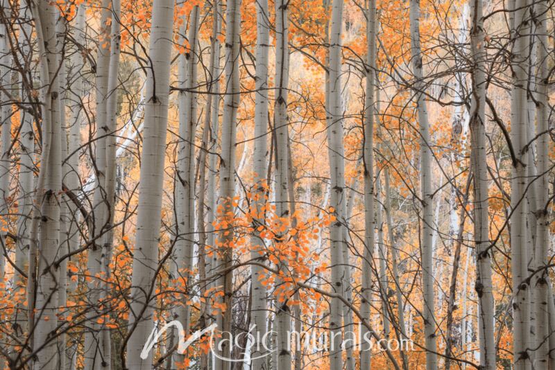 Colorado Woodland 1-1323A Wallpaper Wall Mural