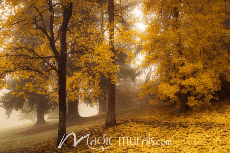Autumn Leaves Are Scattered Wallpaper Wall Mural