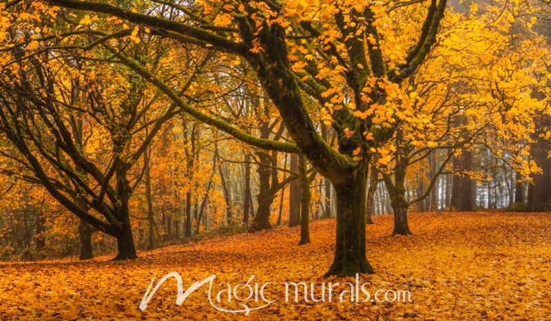 Bed Of Fallen Leave 1355 Wallpaper Wall Mural
