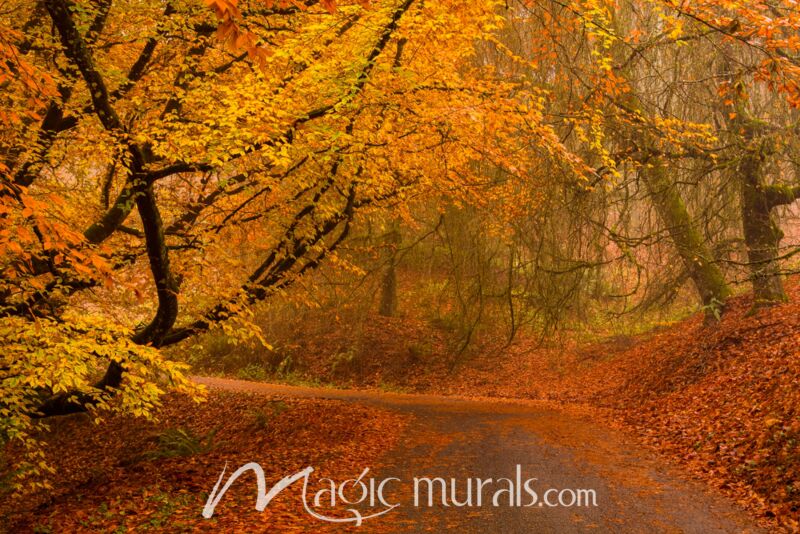 Curving Past Autumn Leaves Wallpaper Wall Mural
