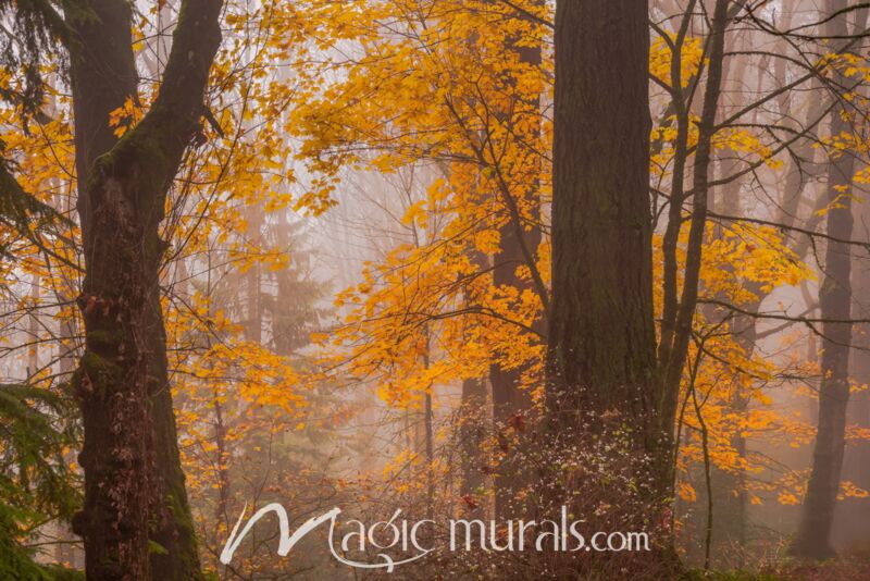 Foggy Days Of Autumn Wallpaper Wall Mural