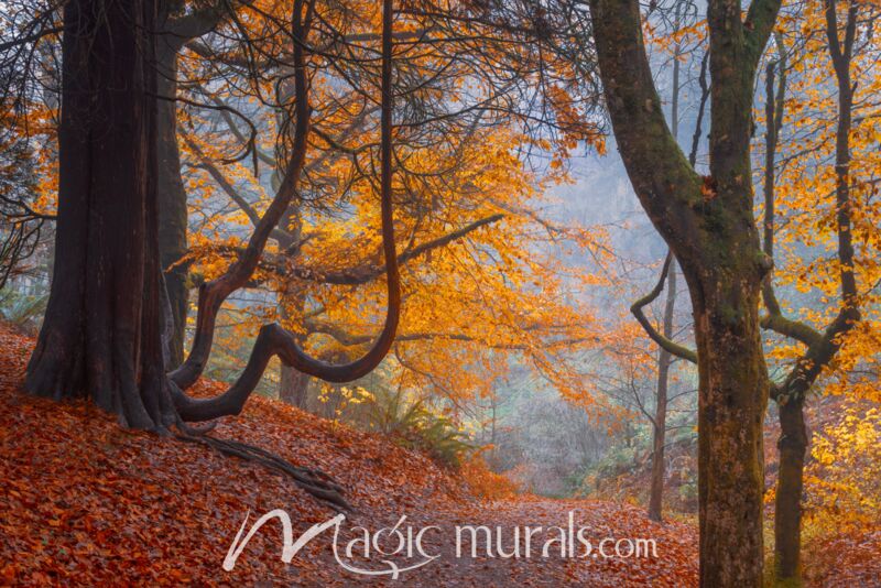 Path Between The Trees 1365 Wallpaper Wall Mural
