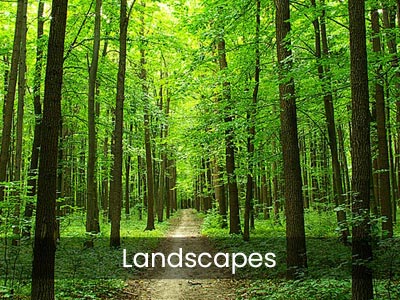 Shop Landscape scene wallpaper images