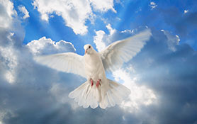 Religious & Spiritual