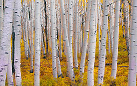 Trees & Forests